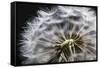 Close up of Dandelion seedhead, United Kingdom, Europe-Stuart Black-Framed Stretched Canvas