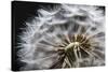 Close up of Dandelion seedhead, United Kingdom, Europe-Stuart Black-Stretched Canvas