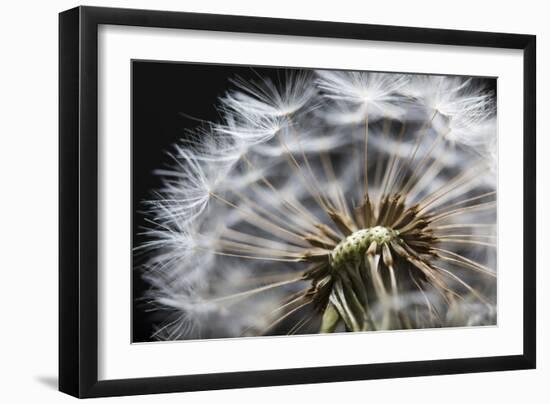 Close up of Dandelion seedhead, United Kingdom, Europe-Stuart Black-Framed Photographic Print