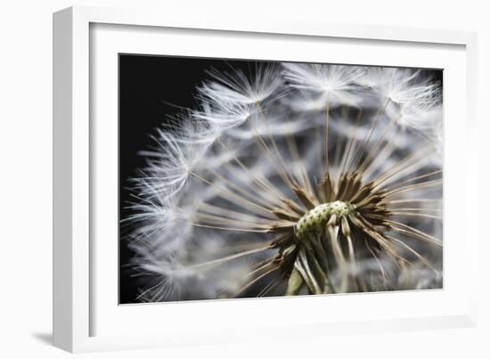 Close up of Dandelion seedhead, United Kingdom, Europe-Stuart Black-Framed Photographic Print