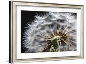 Close up of Dandelion seedhead, United Kingdom, Europe-Stuart Black-Framed Photographic Print