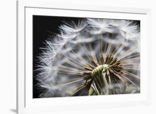 Close up of Dandelion seedhead, United Kingdom, Europe-Stuart Black-Framed Photographic Print