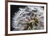 Close up of Dandelion seedhead, United Kingdom, Europe-Stuart Black-Framed Photographic Print