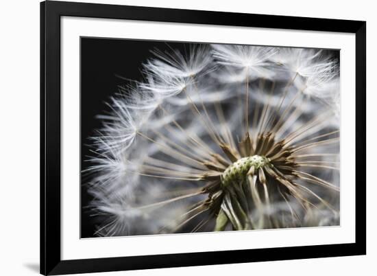 Close up of Dandelion seedhead, United Kingdom, Europe-Stuart Black-Framed Photographic Print