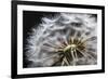 Close up of Dandelion seedhead, United Kingdom, Europe-Stuart Black-Framed Photographic Print