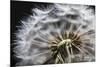 Close up of Dandelion seedhead, United Kingdom, Europe-Stuart Black-Mounted Photographic Print
