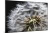 Close up of Dandelion seedhead, United Kingdom, Europe-Stuart Black-Mounted Photographic Print