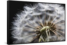 Close up of Dandelion seedhead, United Kingdom, Europe-Stuart Black-Framed Stretched Canvas