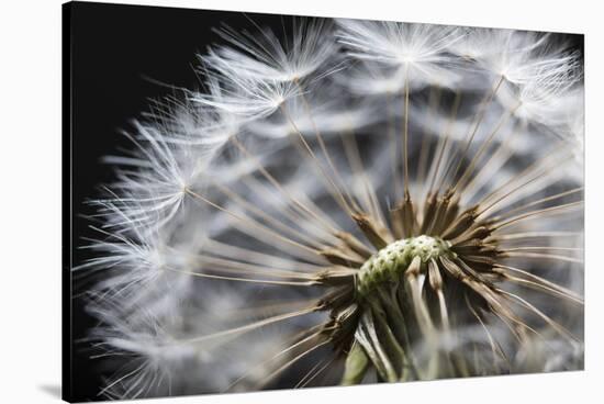 Close up of Dandelion seedhead, United Kingdom, Europe-Stuart Black-Stretched Canvas