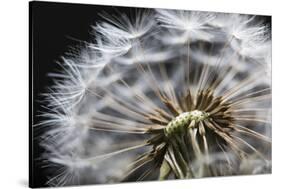 Close up of Dandelion seedhead, United Kingdom, Europe-Stuart Black-Stretched Canvas