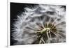 Close up of Dandelion seedhead, United Kingdom, Europe-Stuart Black-Framed Photographic Print