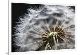 Close up of Dandelion seedhead, United Kingdom, Europe-Stuart Black-Framed Photographic Print