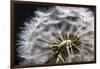 Close up of Dandelion seedhead, United Kingdom, Europe-Stuart Black-Framed Photographic Print