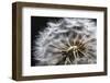 Close up of Dandelion seedhead, United Kingdom, Europe-Stuart Black-Framed Photographic Print