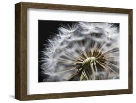 Close up of Dandelion seedhead, United Kingdom, Europe-Stuart Black-Framed Photographic Print