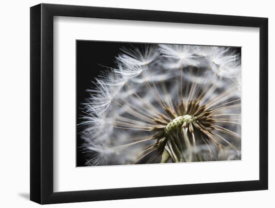 Close up of Dandelion seedhead, United Kingdom, Europe-Stuart Black-Framed Photographic Print