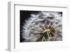 Close up of Dandelion seedhead, United Kingdom, Europe-Stuart Black-Framed Photographic Print