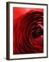 Close-Up of Dark Red Persian Buttercup-Clive Nichols-Framed Photographic Print