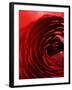 Close-Up of Dark Red Persian Buttercup-Clive Nichols-Framed Photographic Print