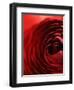 Close-Up of Dark Red Persian Buttercup-Clive Nichols-Framed Photographic Print