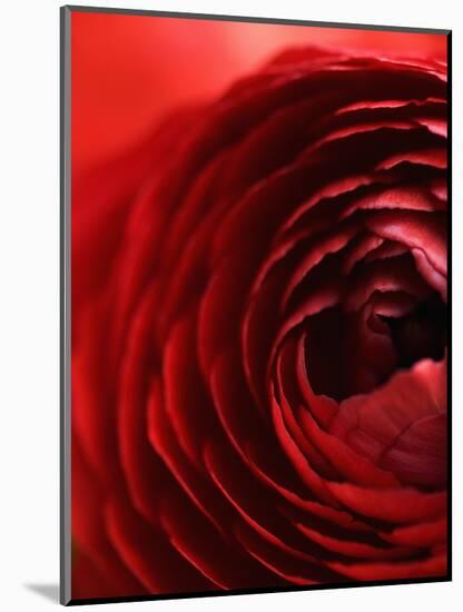 Close-Up of Dark Red Persian Buttercup-Clive Nichols-Mounted Photographic Print