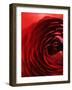 Close-Up of Dark Red Persian Buttercup-Clive Nichols-Framed Photographic Print