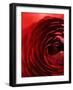 Close-Up of Dark Red Persian Buttercup-Clive Nichols-Framed Photographic Print