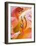 Close Up of Daylily, Savannah, Georgia, USA-Joanne Wells-Framed Photographic Print