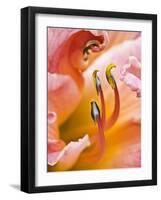 Close Up of Daylily, Savannah, Georgia, USA-Joanne Wells-Framed Photographic Print