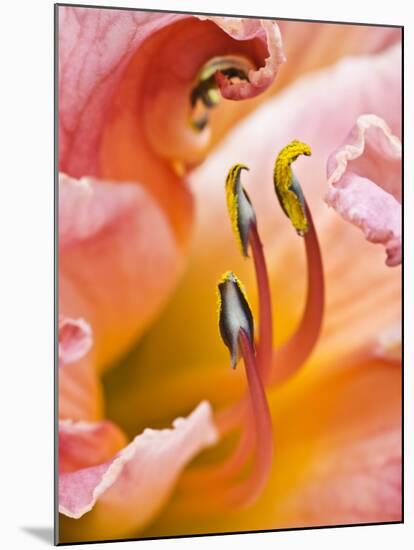 Close Up of Daylily, Savannah, Georgia, USA-Joanne Wells-Mounted Photographic Print