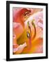 Close Up of Daylily, Savannah, Georgia, USA-Joanne Wells-Framed Photographic Print