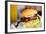 Close up of Delicious Fresh Burger with Cheese and Bacon-BlueOrange Studio-Framed Photographic Print