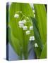 Close-up of Dew Drops on Lily-Of-The-Valley, Anacortes, Washington State, USA-null-Stretched Canvas