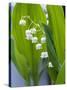 Close-up of Dew Drops on Lily-Of-The-Valley, Anacortes, Washington State, USA-null-Stretched Canvas