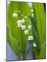 Close-up of Dew Drops on Lily-Of-The-Valley, Anacortes, Washington State, USA-null-Mounted Photographic Print