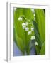 Close-up of Dew Drops on Lily-Of-The-Valley, Anacortes, Washington State, USA-null-Framed Photographic Print