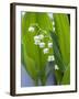 Close-up of Dew Drops on Lily-Of-The-Valley, Anacortes, Washington State, USA-null-Framed Photographic Print