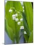 Close-up of Dew Drops on Lily-Of-The-Valley, Anacortes, Washington State, USA-null-Mounted Photographic Print