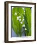 Close-up of Dew Drops on Lily-Of-The-Valley, Anacortes, Washington State, USA-null-Framed Photographic Print