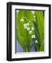 Close-up of Dew Drops on Lily-Of-The-Valley, Anacortes, Washington State, USA-null-Framed Photographic Print