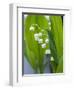 Close-up of Dew Drops on Lily-Of-The-Valley, Anacortes, Washington State, USA-null-Framed Photographic Print