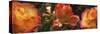 Close-up of dew drops on orange Rose flower-Panoramic Images-Stretched Canvas