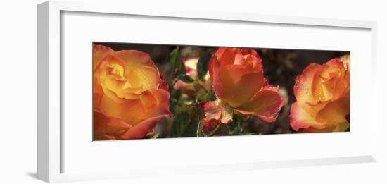 Close-up of dew drops on orange Rose flower-Panoramic Images-Framed Photographic Print