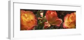 Close-up of dew drops on orange Rose flower-Panoramic Images-Framed Photographic Print