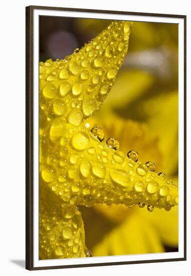 Close-Up of Dew on Daffodil Petals-Craig Tuttle-Framed Premium Photographic Print