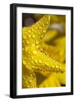 Close-Up of Dew on Daffodil Petals-Craig Tuttle-Framed Photographic Print