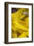 Close-Up of Dew on Daffodil Petals-Craig Tuttle-Framed Photographic Print