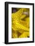 Close-Up of Dew on Daffodil Petals-Craig Tuttle-Framed Photographic Print