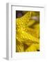 Close-Up of Dew on Daffodil Petals-Craig Tuttle-Framed Photographic Print