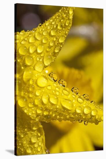 Close-Up of Dew on Daffodil Petals-Craig Tuttle-Stretched Canvas